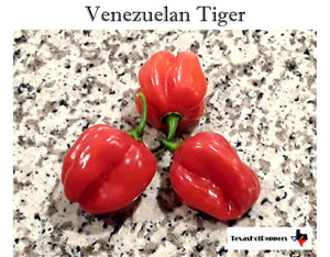 Venezuelan Tiger