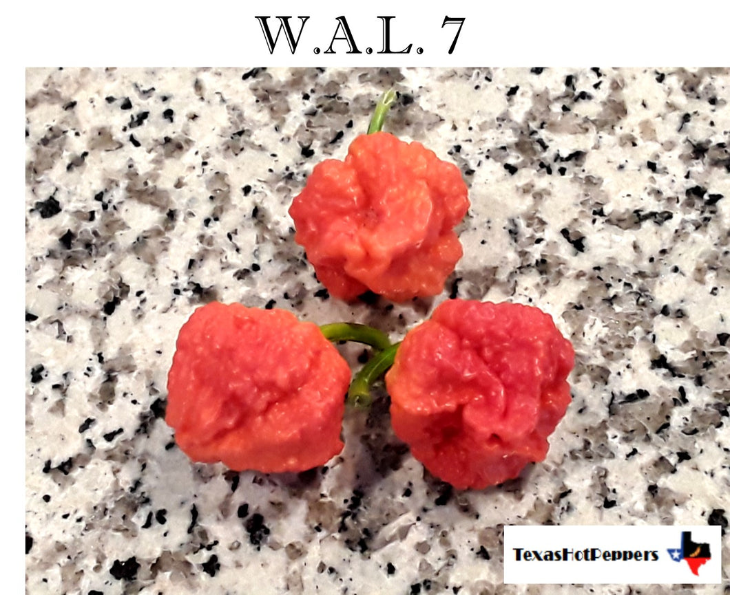 W.A.L. 7 Seeds