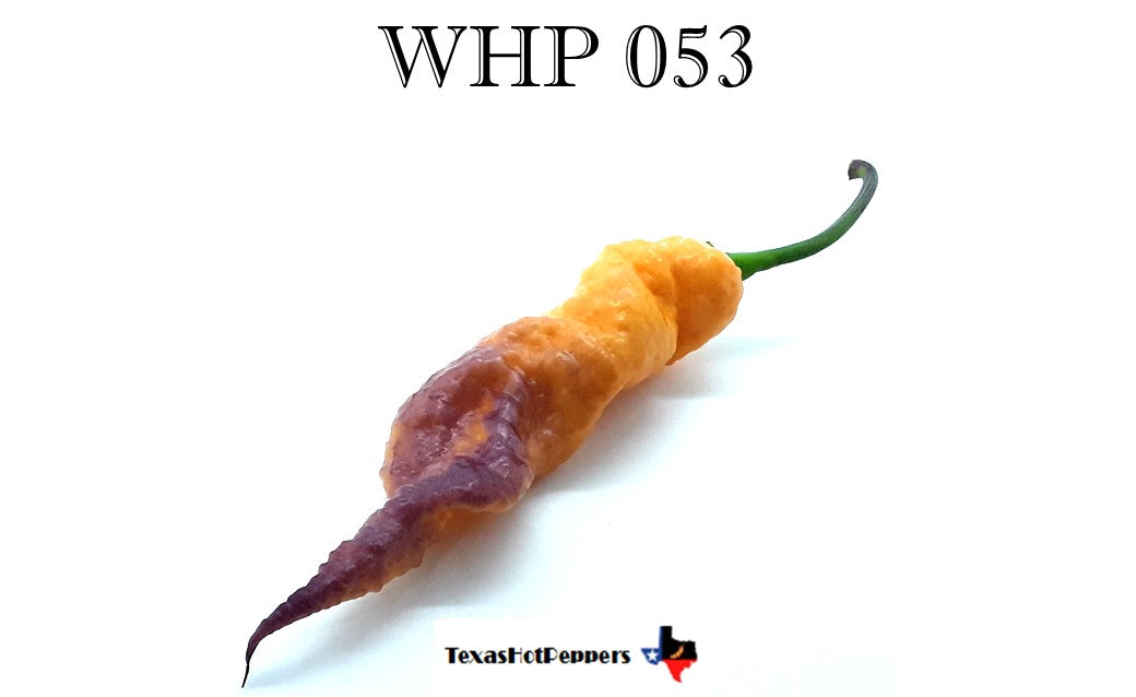 pepper WHP 053 – Texas Hot Peppers