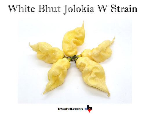 White Bhut Jolokia W Strain