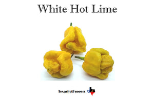White Hot Lime