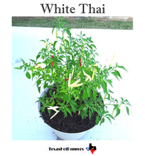 Load image into Gallery viewer, Thai Hot Pepper Seed Collection - 10 Different Varieties