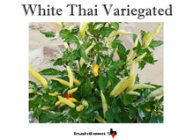 Load image into Gallery viewer, White Thai Variegated