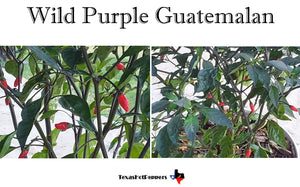 Wild Purple Guatemalan