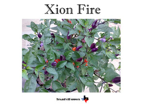 Xion Fire