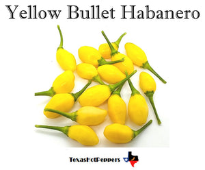 Yellow Bullet Habanero
