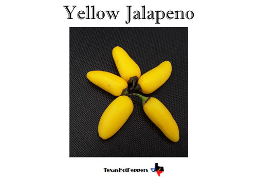 Yellow Jalapeno