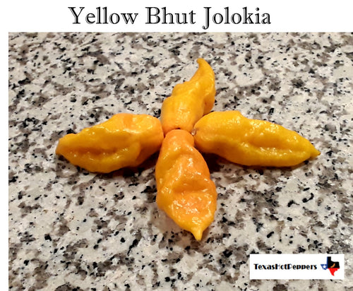 Yellow Bhut Jolokia