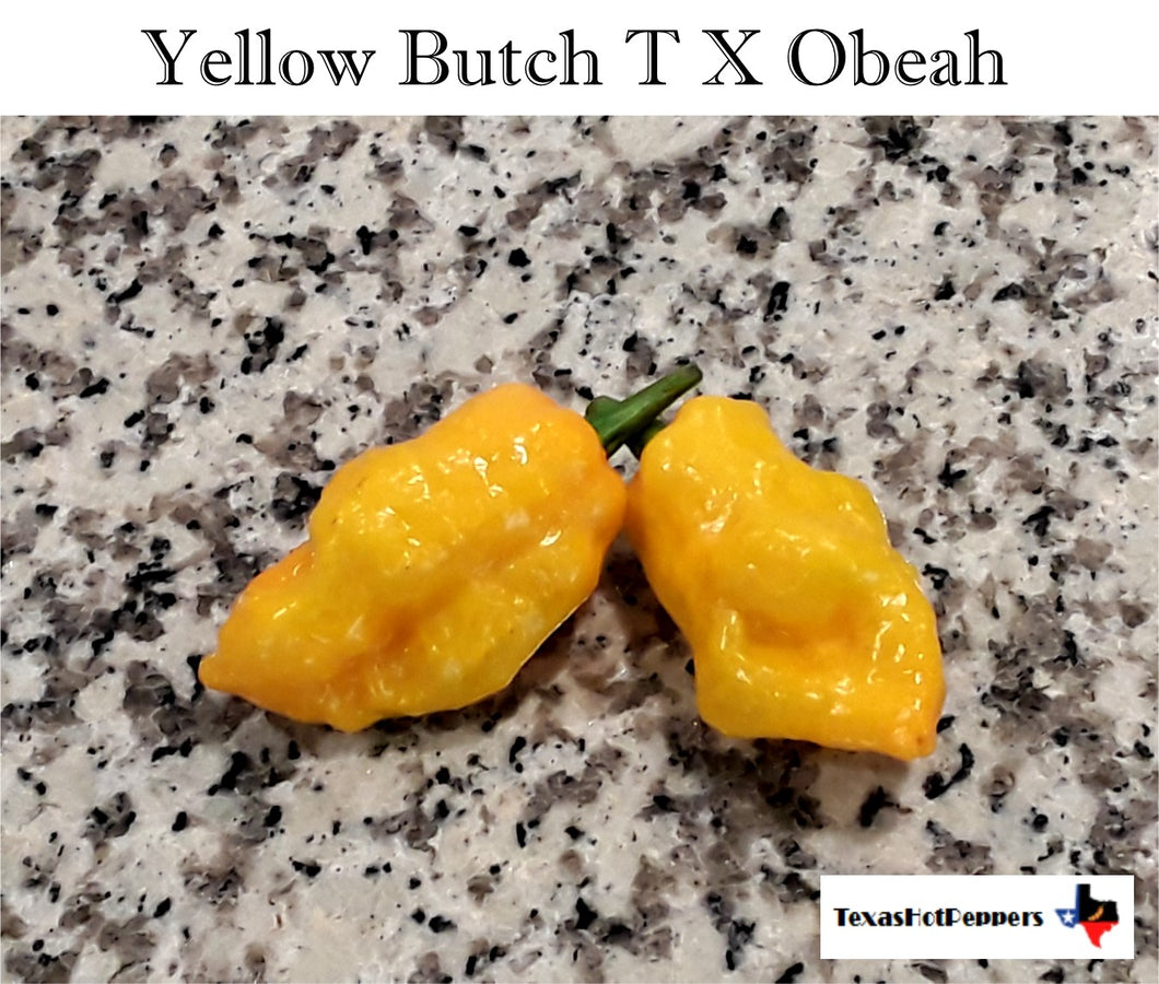 Yellow Butch T X Obeah