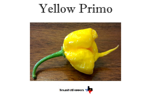 Yellow Primo