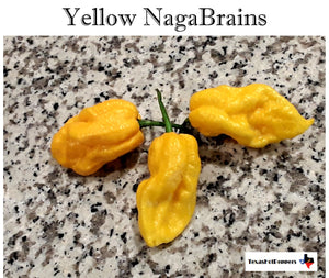 Yellow NagaBrains