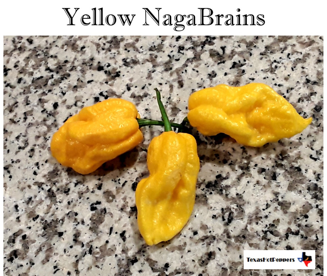 Yellow NagaBrains