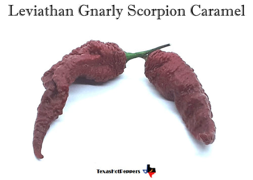 Leviathan Gnarly Scorpion Caramel Seeds